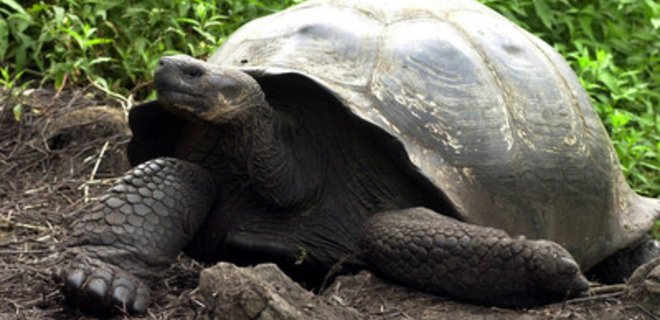На Галапагосских островах вымерла редчайшая слоновая черепаха - Фото
