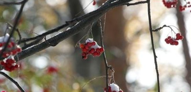 Мониторинг СМИ: мартовские снегопады ударят по фруктам и зерновым - Фото