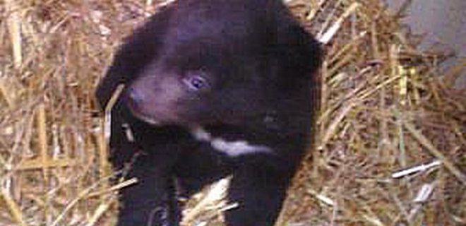 В Киевском зоопарке родился медвежонок - Фото