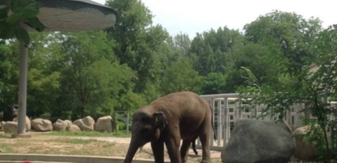 В Киевском зоопарке уверяют, что слон Хорас психически здоров - Фото