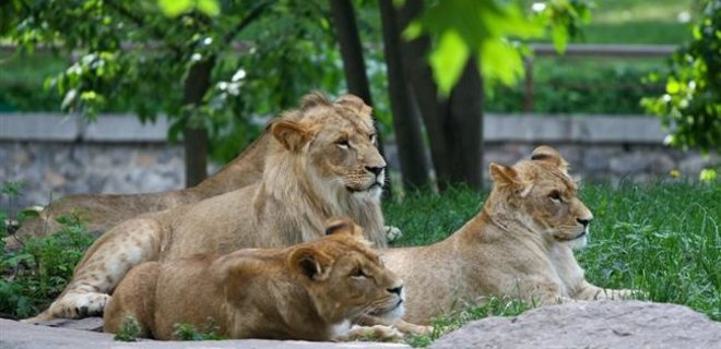 Звери Киевского зоопарка едят в долг - Фото