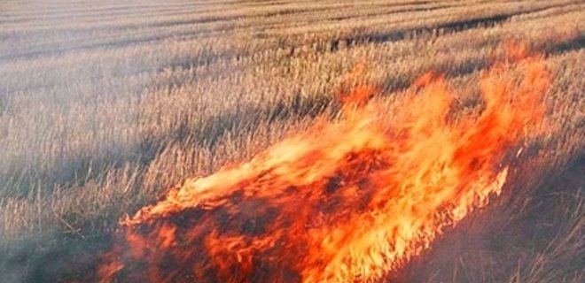 В зоне АТО на севере Донетчины пожар уничтожил 180 га пшеницы - Фото