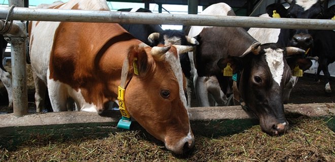 Украина запретила ввоз рогатого скота из Македонии - Фото