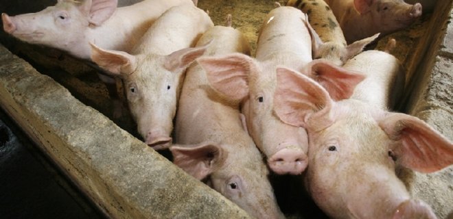 Россия частично разрешила импорт свинины из Украины - Фото