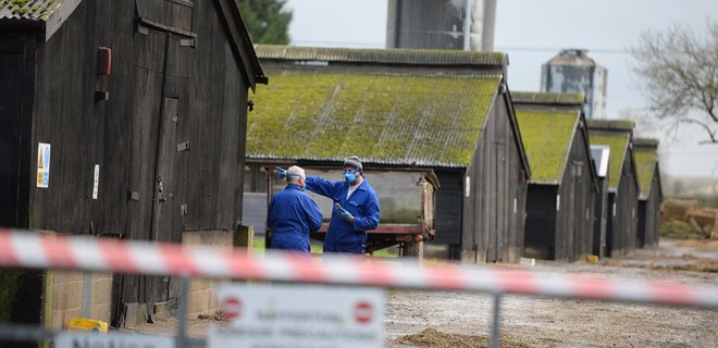 Вспышка птичьего гриппа в Европе может угрожать людям  - Фото