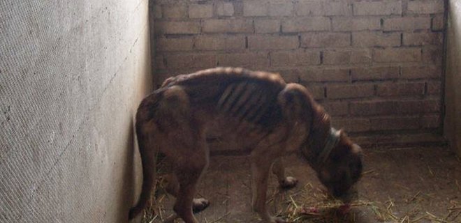 Приют для собак в Бородянке не получает еды: животные голодают - Фото