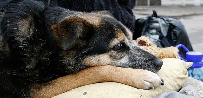 Собак из скандального приюта в Бородянке хотят передать частникам - Фото