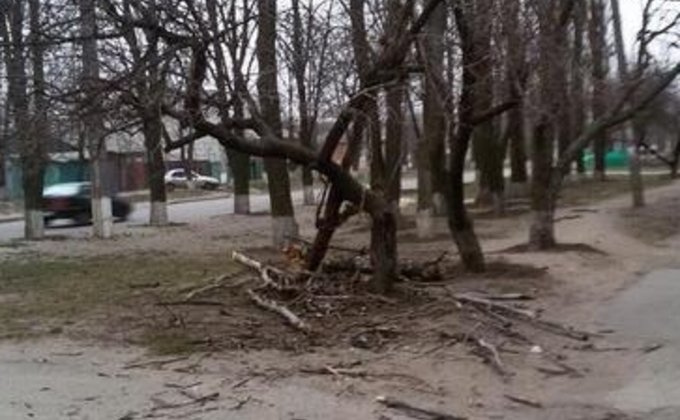 В Харькове сильный ветер валил деревья и срывал крыши: фото