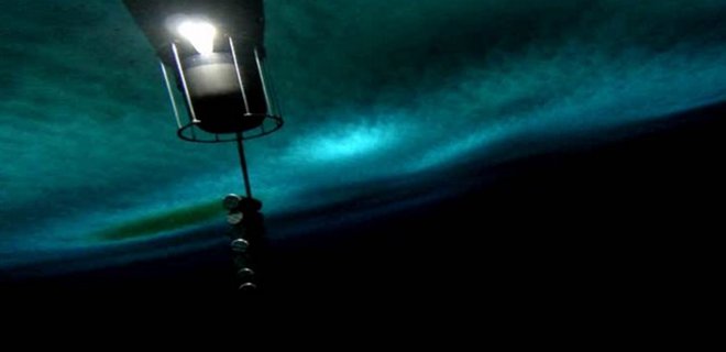 Зонд впервые снял жизнь в подледном море Антарктиды: видео - Фото