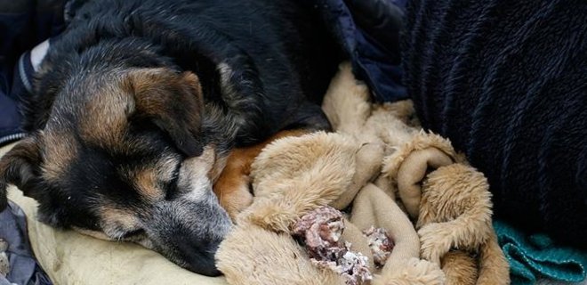 Под Киевом во время пожара в приюте для животных погибли 70 собак - Фото
