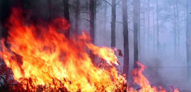 В Забайкальском крае РФ площадь лесных пожаров выросла в 5 раз - Фото