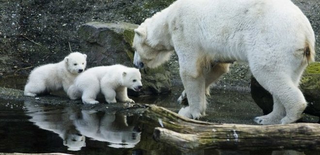 Белые медведи могут исчезнуть в течение 10 лет - экологи - Фото