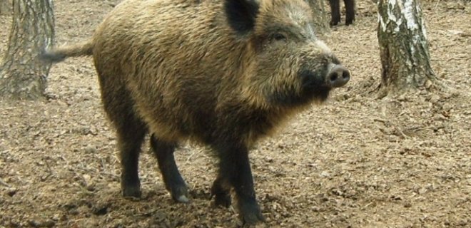 В нескольких областях Украины обнаружена африканская чума свиней - Фото