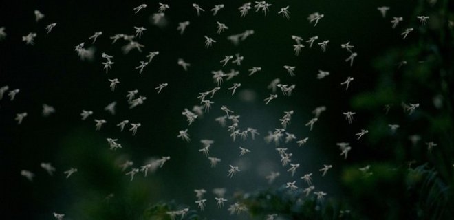 Генномодифицированных комаров используют в борьбе с Денге - Фото