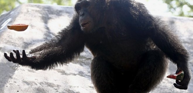 Руки человека примитивнее конечностей шимпанзе - ученые - Фото