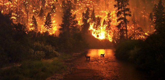 Во Франции сгорело 370 гектаров леса - Фото
