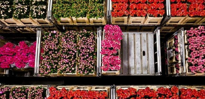 В России запретили импорт цветов из Нидерландов - Фото