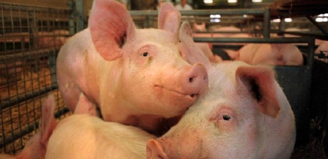 На Киевщине уничтожат 60 тыс. свиней из-за африканской чумы - Фото
