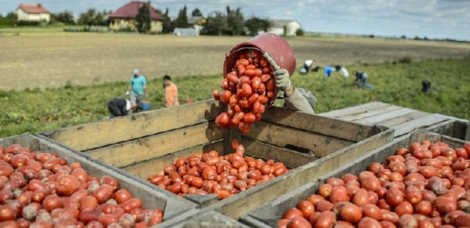 В России водитель спас 1,5 т помидоров от уничтожения - Фото