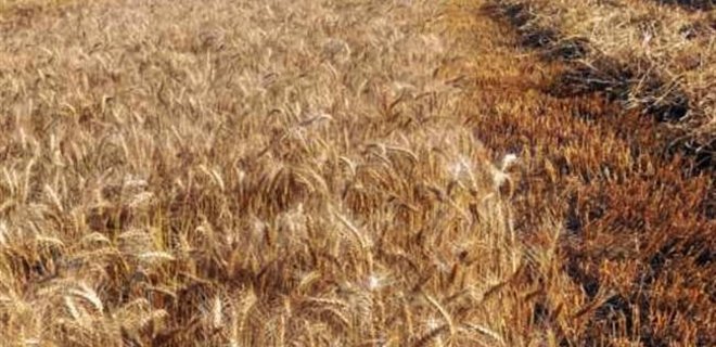 Налоговики Киева разоблачили махинации с зерном на 10 млн грн - Фото