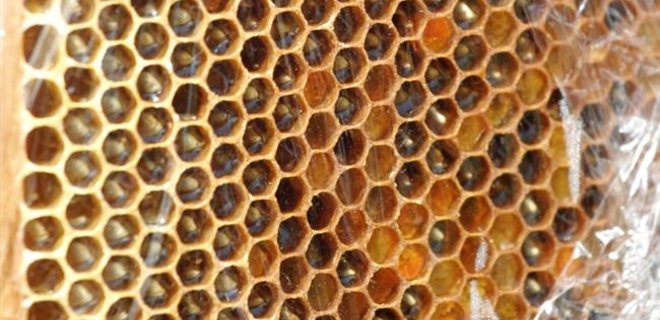 Пчеловоды в России требуют заменить сникерсы медом и прополисом - Фото