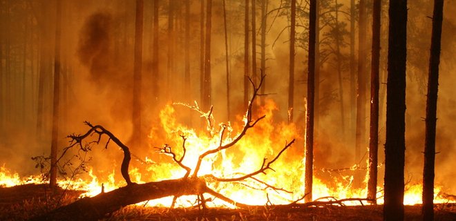 В России площадь лесных пожаров превысила 100 тыс. гектаров - Фото
