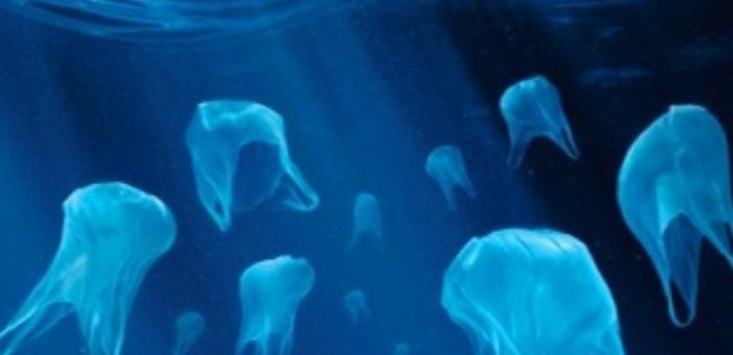 Ученые нашли пластик в желудках 60% морских пернатых - Фото