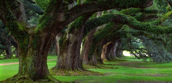 Ученые подсчитали количество растущих на Земле деревьев - Фото