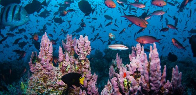 За последние 40 лет популяция морских видов уменьшилась вдвое - Фото
