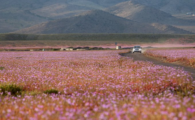 Самая засушливая пустыня планеты покрылась морем розовых цветов