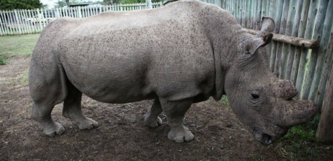 На Земле осталось всего три северных белых носорога - Фото