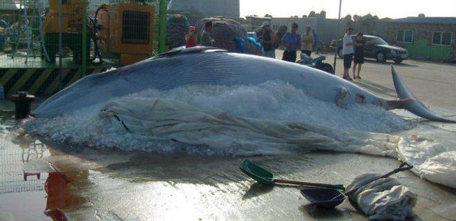 Япония продолжит отбой китов несмотря на запрет суда ООН - Фото
