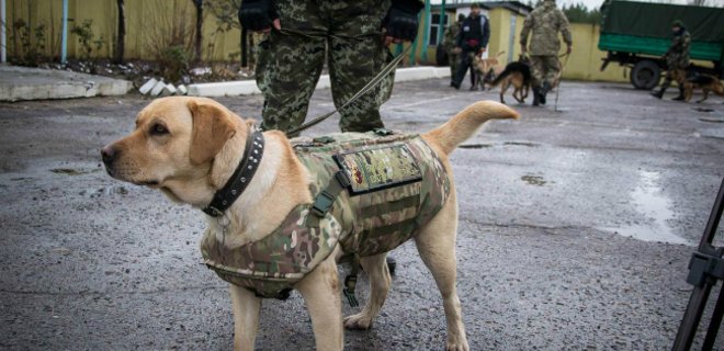На Луганщине волонтеры одели служебных собак в бронежилеты: фото - Фото