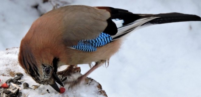 Ученые объяснили, почему не бывает седых птиц - Фото