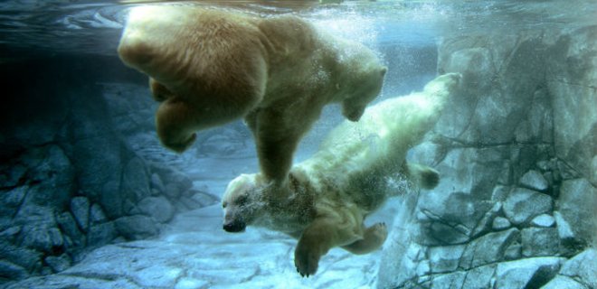 WWF назвал садизмом жестокое убийство россиянином белого медведя - Фото