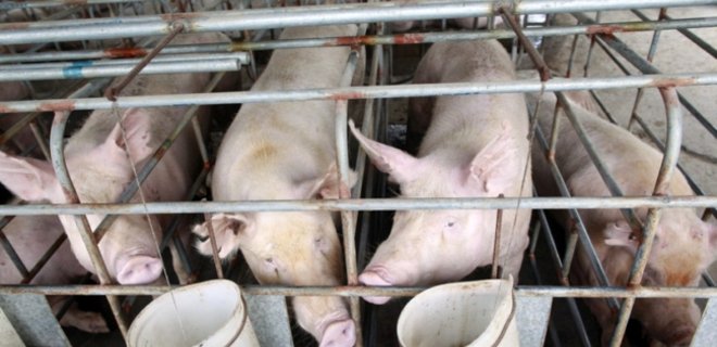 Россия запретила импорт свинины из Украины - Фото