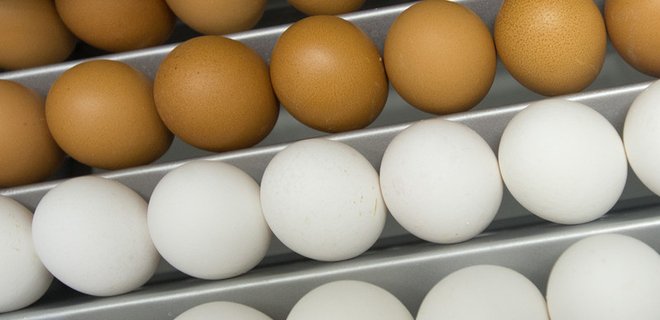Израиль приостановил импорт яиц из Украины из-за сальмонеллы - Фото