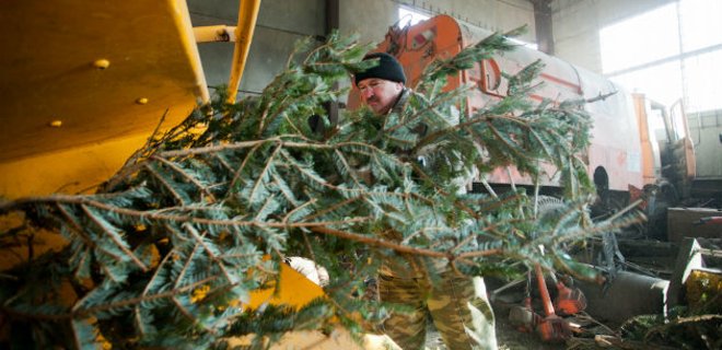 Киевзеленстрой открыл 10 пунктов для утилизации новогодних елок - Фото
