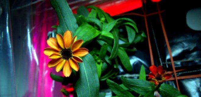 На МКС впервые в истории распустился цветок: фото - Фото