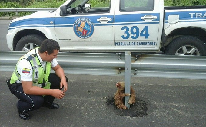 В Эквадоре патрульные помогли ленивцу пересечь дорогу: фото