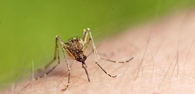 Вирус Зика: Ученые предлагают уничтожение комаров - Фото