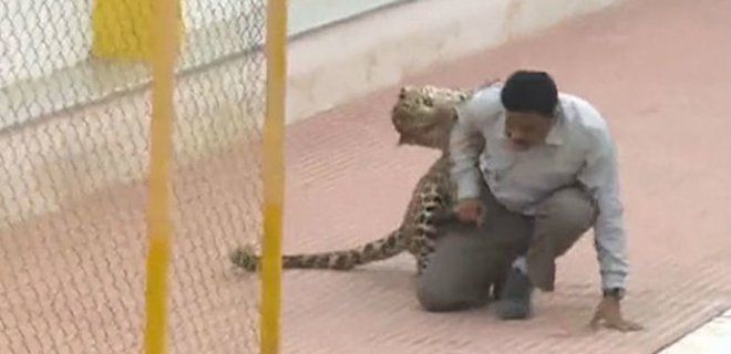 Леопард напал на людей в школе в Бангалоре: фото, видео - Фото
