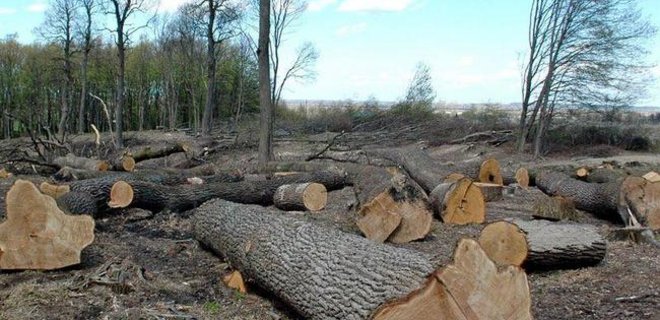 Туристы показали масштабы вырубки леса на Закарпатье - СМИ - Фото