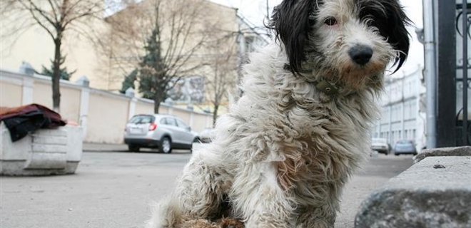В Киеве мужчина утонул, пытаясь спасти собаку - Фото