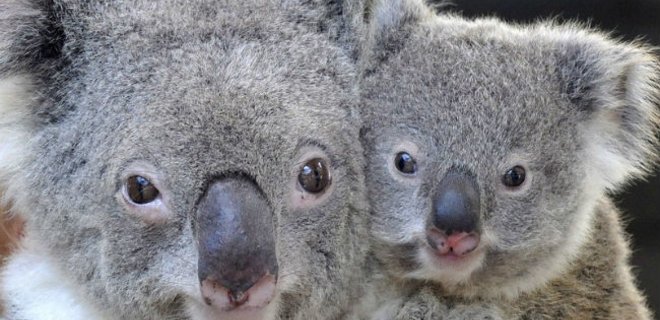 Власть Австралии раскритиковали за затратные объятья с коалами - Фото