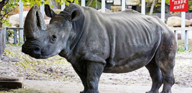 Старейший в Европе носорог умер в Киевском зоопарке - Фото