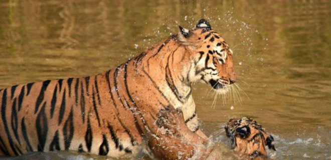 Тигрица с трудом искупала детеныша в индийской реке: фото - Фото