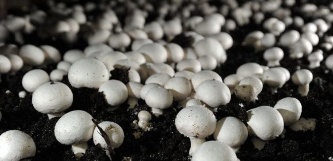 В США будут свободно продавать генетически модифицированные грибы - Фото