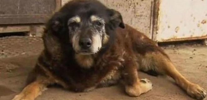 В Австралии умерла самая старая в мире собака - Фото