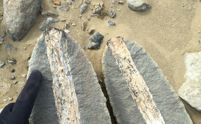В Антарктиде найдены окаменелости динозавров возрастом 71 млн лет